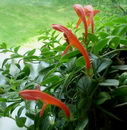 Goldfish Plant